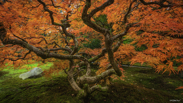 Glowing Pumpkin Tree