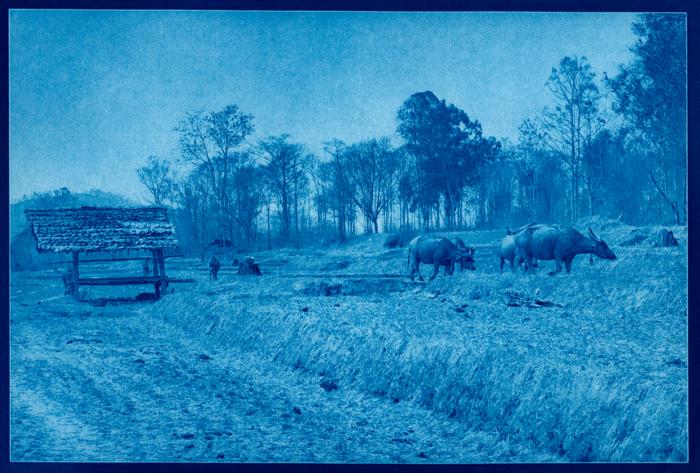 Water Buffalo