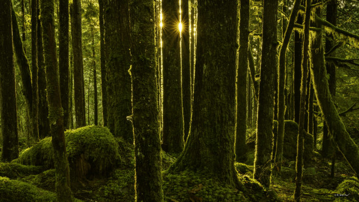 Rainforest Sunbreak