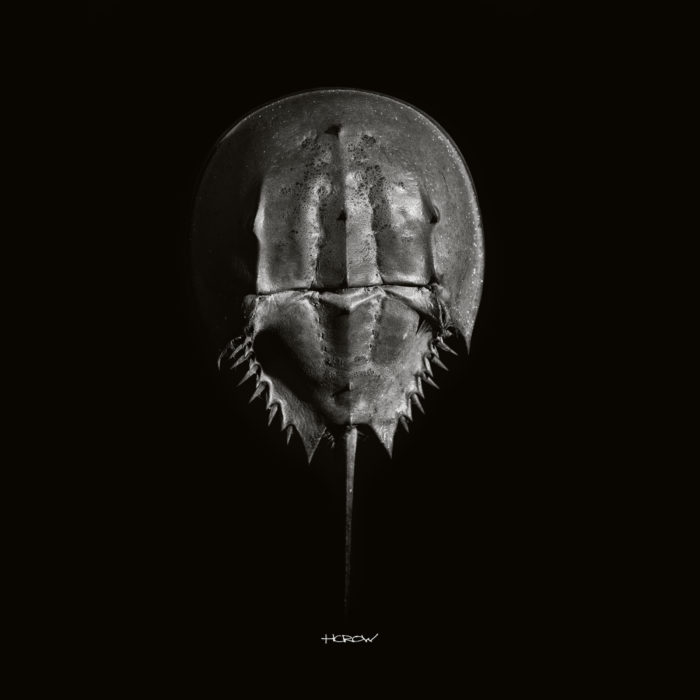 Horseshoe Crab #1