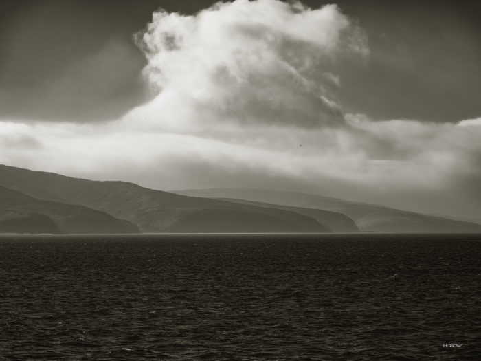 Gull over Tomales Bay
