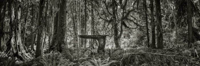 Down Tree