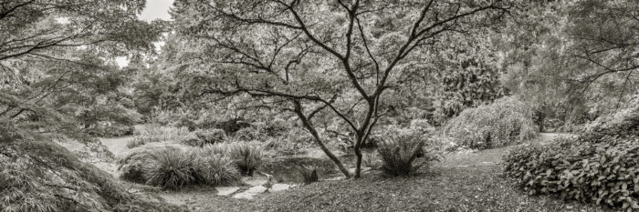 Dark Maple