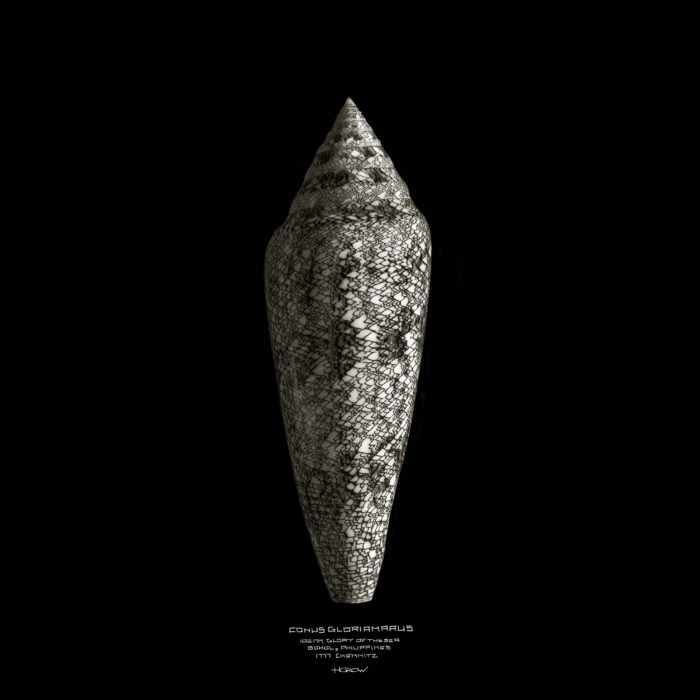 Conus Gloriamaris