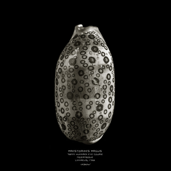 Arestorides Argus