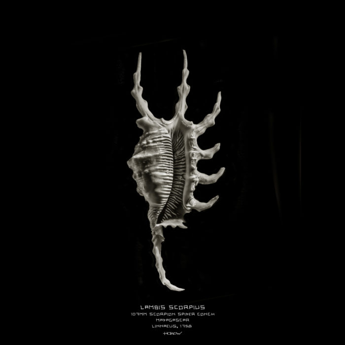 Lambis Scorpio
