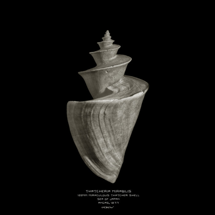 Thatcheria Mirabilis