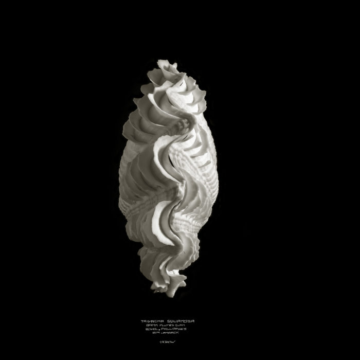Tridacna Squamosa
