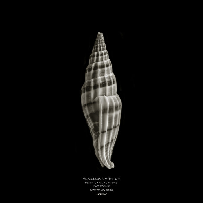 Vexillum Lyratum