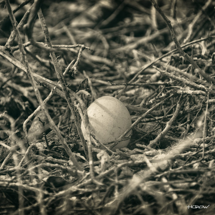 Nest Egg - Platinum