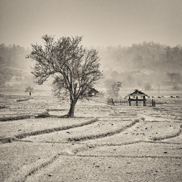 Lamphun Farmer - Platinum