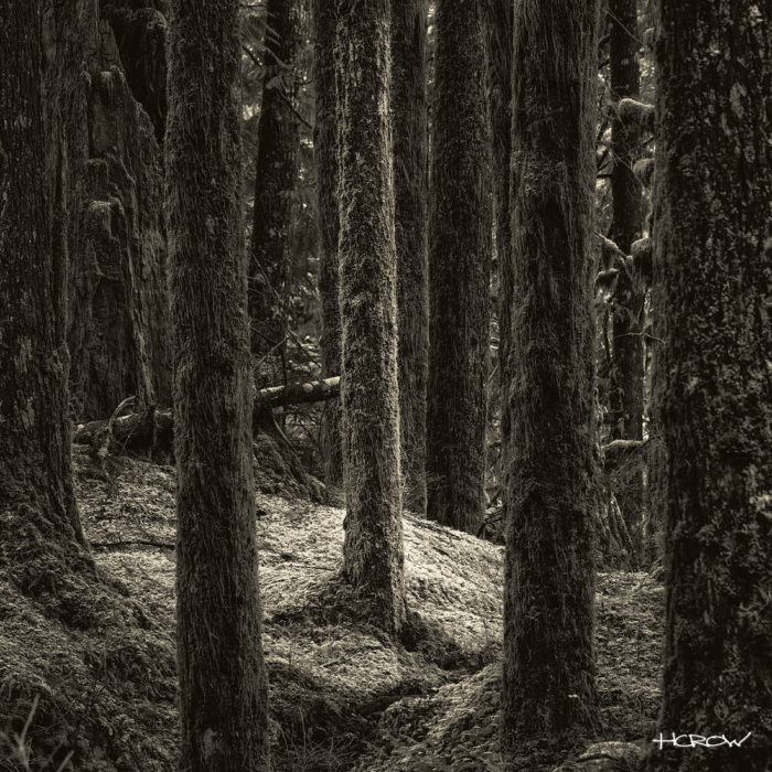 Rainforest - Platinum